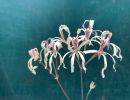 Pelargonium fergusoniae