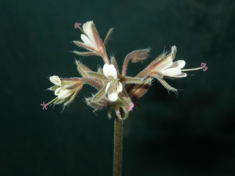 Pelargonium githagineum