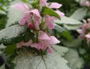 13 lamium