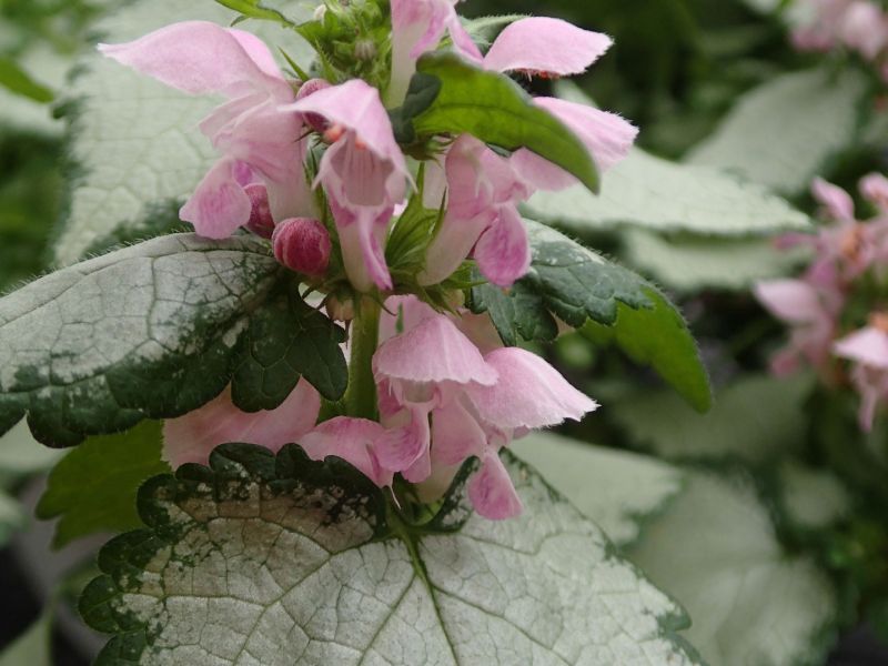 13 lamium