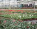 5 pelargonien tisch