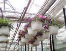 8 calibrachoa ampel