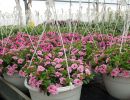 9 calibrachoa ampel