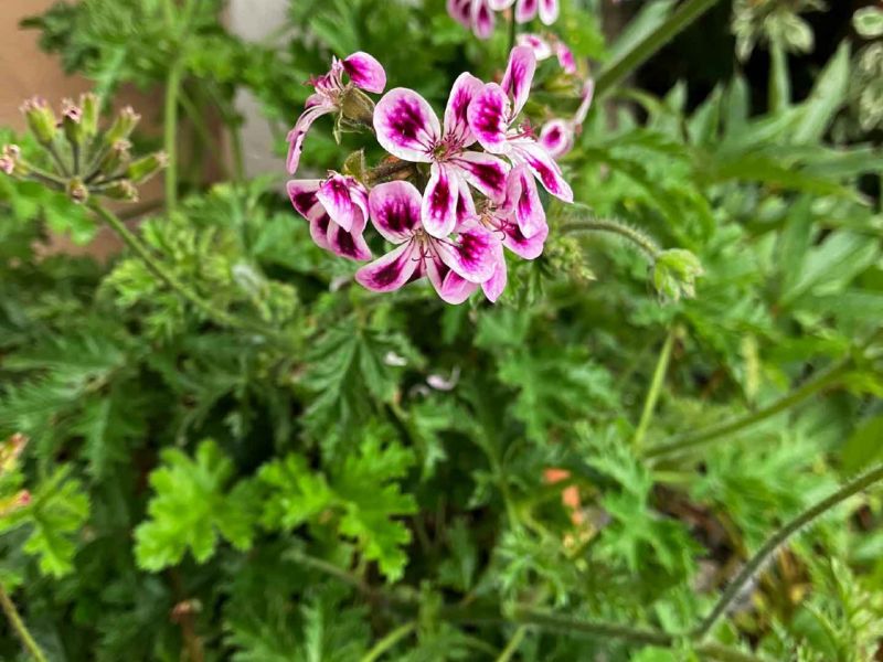 pelargonium farbigl