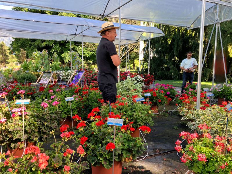 1 burri pelargonien 1 burri pelargonien