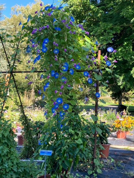 10 ipomoea 10 ipomoea