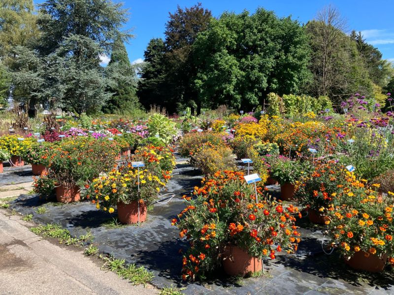 11 tagetes 11 tagetes