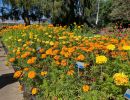 14 tagetes 14 tagetes