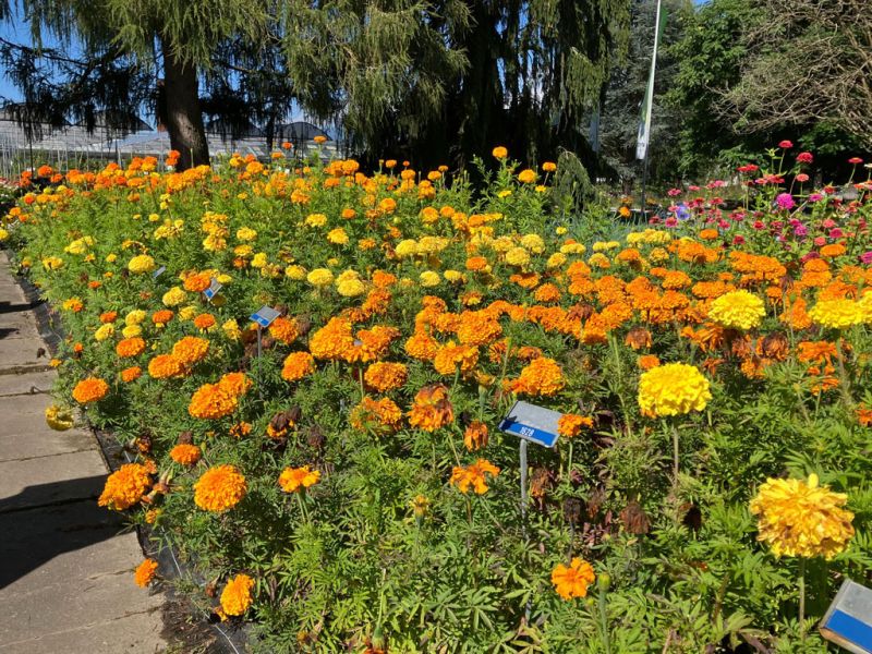 14 tagetes 14 tagetes