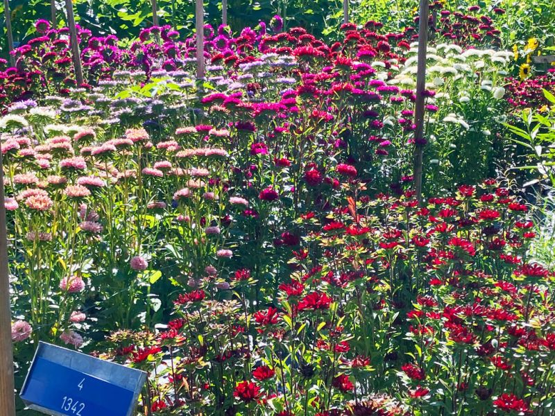 16 sommerflor schnitt 16 sommerflor schnitt