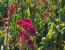 16celosia cristata 16celosia cristata