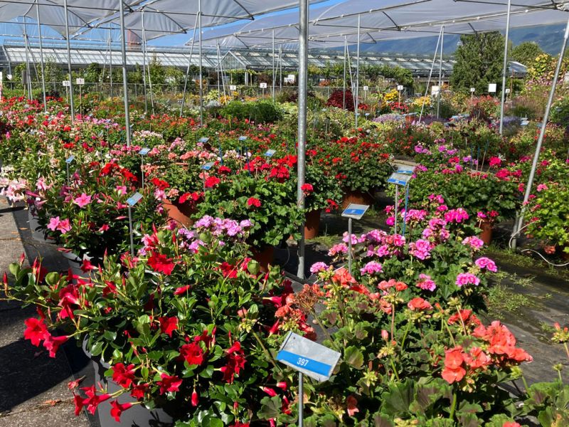 2 dipladenia pelargonien 2 dipladenia pelargonien