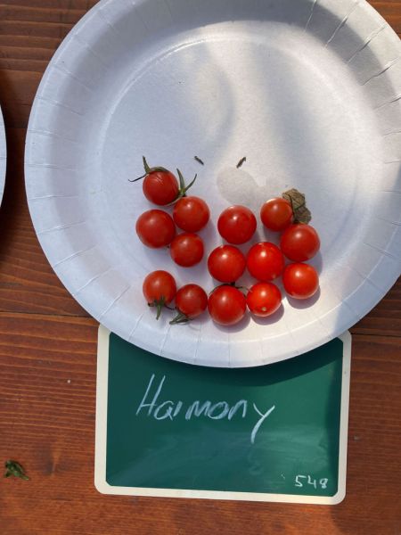 21 harmony 21 harmony