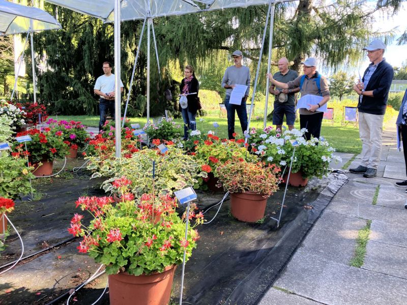 3 gruppe bei pelargonien 3 gruppe bei pelargonien
