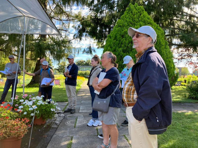 4 eugen gruppe pelargonien 4 eugen gruppe pelargonien