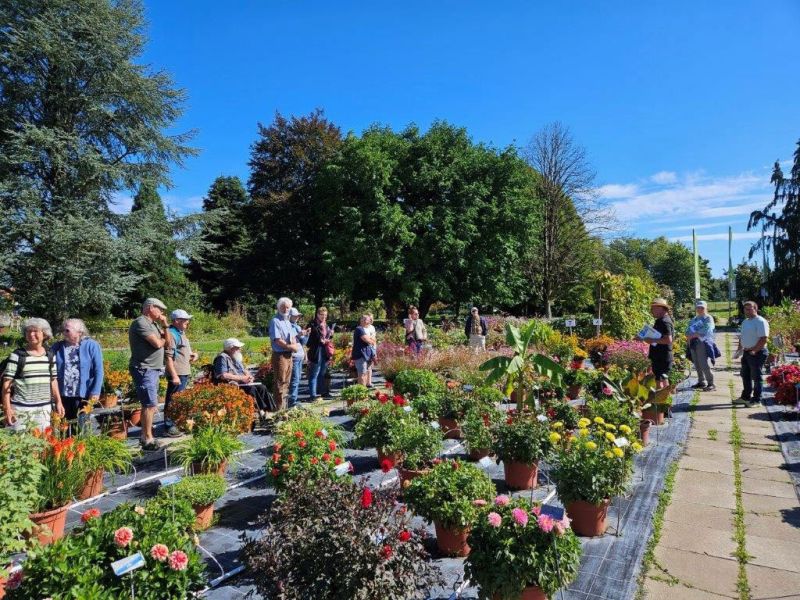 5 gruppe dahlien 5 gruppe dahlien