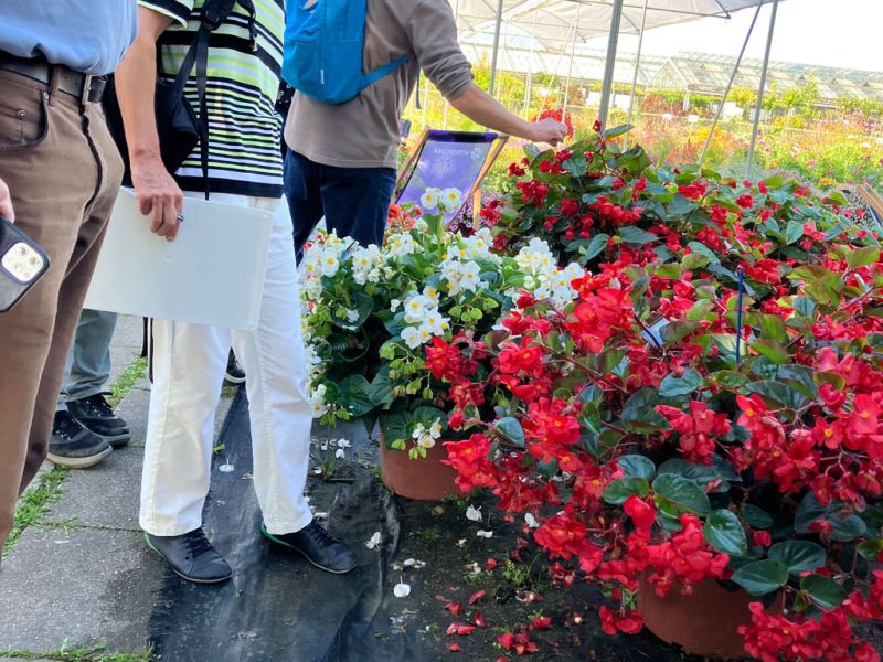 6 esther martin begonien 6 esther martin begonien