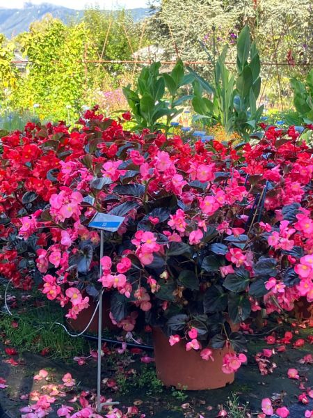 8 begonien topf 8 begonien topf