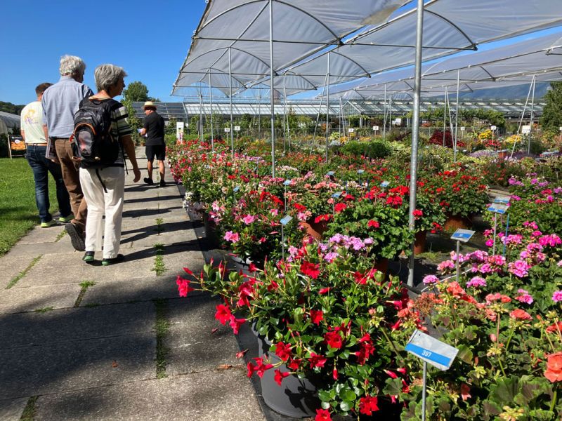 9 burri gruppe dipladenia 9 burri gruppe dipladenia