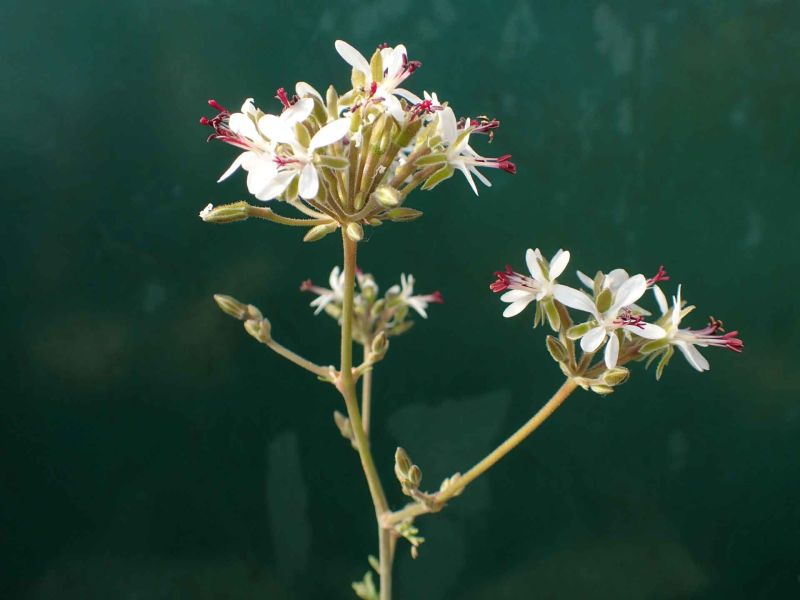 Pelargonium carnosum