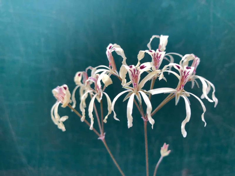 Pelargonium fergusoniae