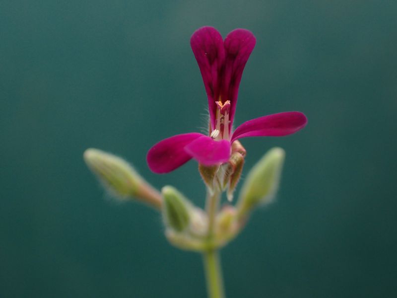 Pelargonium griseum