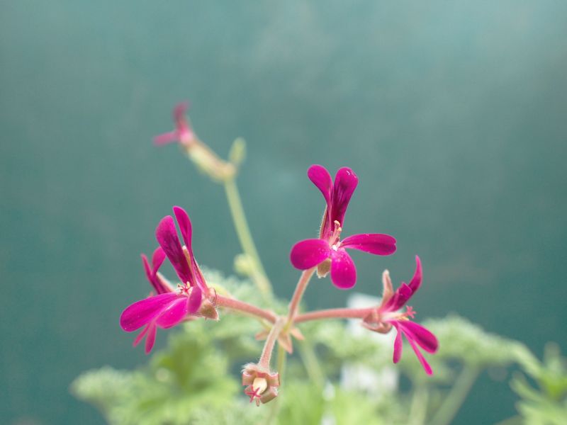 Pelargonium griseum