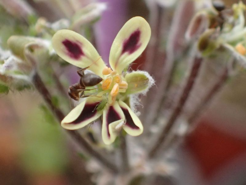 Pelargonium pulverulentum