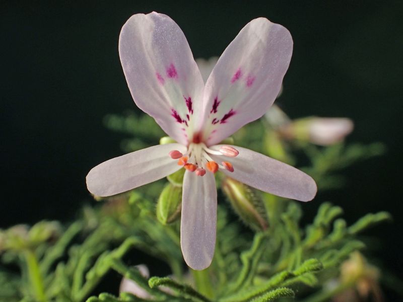 Pelargonium radens