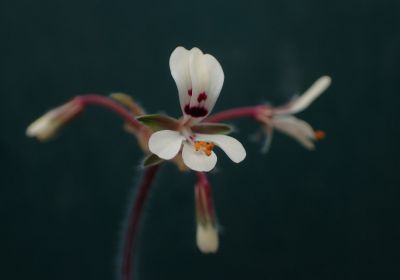 Wildpelargonien Blüten